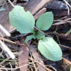 Diplodium sp. at Canberra Central, ACT - suppressed