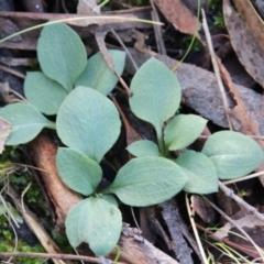 Diplodium sp. at Canberra Central, ACT - 8 Jun 2017