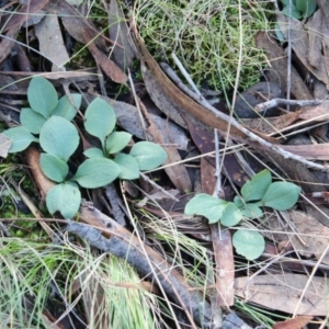 Diplodium sp. at Canberra Central, ACT - suppressed