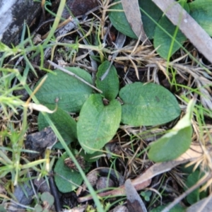 Pterostylis nutans at Canberra Central, ACT - 8 Jun 2017