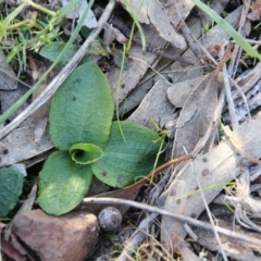 Pterostylis nutans at Canberra Central, ACT - 8 Jun 2017