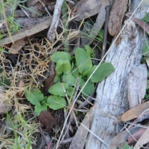 Pterostylis nutans at Canberra Central, ACT - 8 Jun 2017