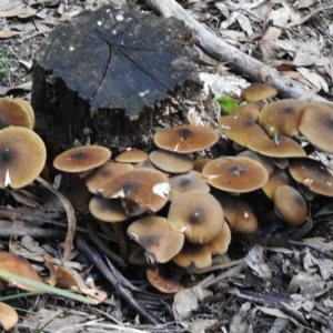 Armillaria luteobubalina at Paddys River, ACT - 8 Jun 2017