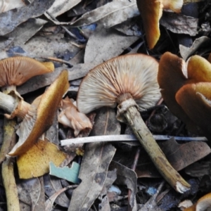 Armillaria luteobubalina at Paddys River, ACT - 8 Jun 2017