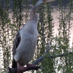 Anhinga novaehollandiae (Australasian Darter) at Lake Tuggeranong - 25 Sep 2016 by michaelb