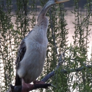 Anhinga novaehollandiae at Greenway, ACT - 26 Sep 2016 12:00 AM