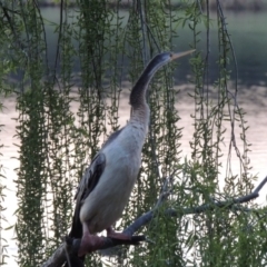 Anhinga novaehollandiae at Greenway, ACT - 26 Sep 2016