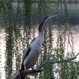 Anhinga novaehollandiae at Greenway, ACT - 26 Sep 2016 12:00 AM