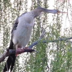 Anhinga novaehollandiae at Greenway, ACT - 26 Sep 2016