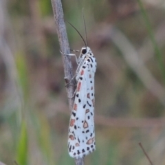 Utetheisa pulchelloides (Heliotrope Moth) at Point Hut to Tharwa - 6 Oct 2015 by michaelb