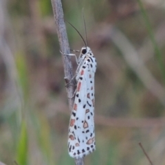 Utetheisa pulchelloides (Heliotrope Moth) at Paddys River, ACT - 6 Oct 2015 by michaelb