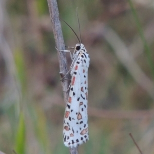 Utetheisa pulchelloides at Paddys River, ACT - 6 Oct 2015 07:07 PM