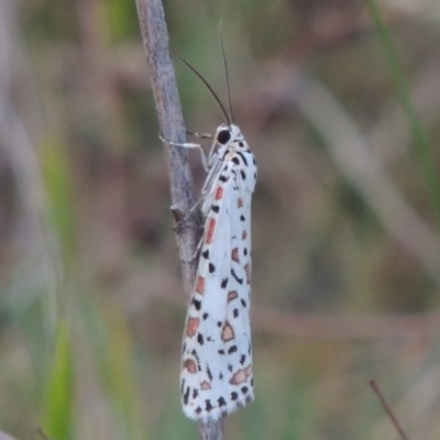 Utetheisa pulchelloides (Heliotrope Moth) at Paddys River, ACT - 6 Oct 2015 by michaelb