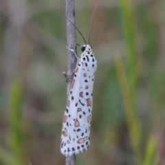 Utetheisa pulchelloides at Paddys River, ACT - 6 Oct 2015 07:07 PM