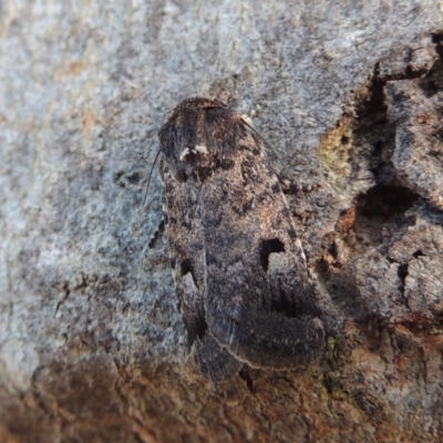 Thoracolopha verecunda (A Noctuid moth (Acronictinae)) at Conder, ACT - 19 Oct 2014 by michaelb