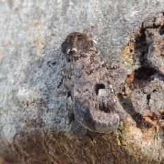 Thoracolopha verecunda at Conder, ACT - 20 Oct 2014