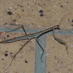 Tenodera australasiae at Conder, ACT - 27 Feb 2015