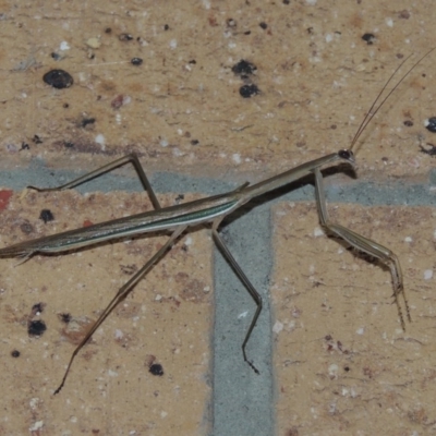 Tenodera australasiae (Purple-winged mantid) at Conder, ACT - 27 Feb 2015 by michaelb