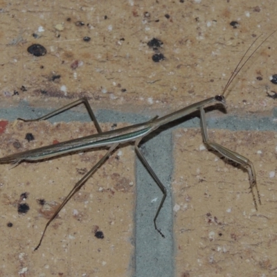 Tenodera australasiae (Purple-winged mantid) at Pollinator-friendly garden Conder - 27 Feb 2015 by michaelb