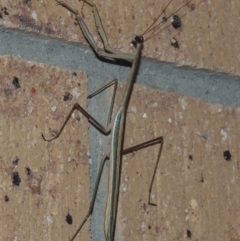 Tenodera australasiae at Conder, ACT - 27 Feb 2015 10:49 PM