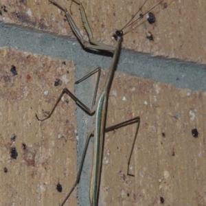 Tenodera australasiae at Conder, ACT - 27 Feb 2015