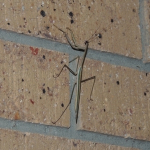 Tenodera australasiae at Conder, ACT - 27 Feb 2015 10:49 PM