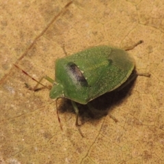 Nezara viridula (Green vegetable bug) at Conder, ACT - 31 Aug 2015 by MichaelBedingfield