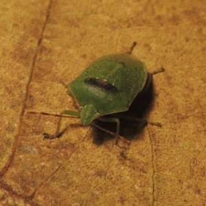 Nezara viridula at Conder, ACT - 31 Aug 2015 10:29 PM