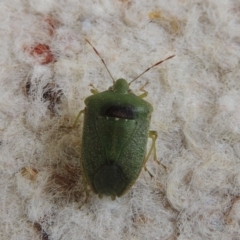 Nezara viridula at Conder, ACT - 31 Aug 2015 10:29 PM