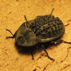 Helea ovata (Pie-dish beetle) at Urambi Hills - 22 Dec 2015 by MichaelBedingfield