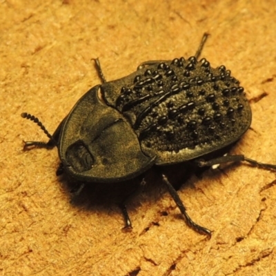 Helea ovata (Pie-dish beetle) at Urambi Hills - 22 Dec 2015 by MichaelBedingfield