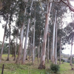 Eucalyptus bicostata (Southern Blue Gum, Eurabbie) at Garran, ACT - 9 Jun 2017 by ruthkerruish