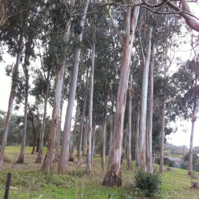 Eucalyptus globulus subsp. bicostata (Southern Blue Gum, Eurabbie) at Red Hill to Yarralumla Creek - 9 Jun 2017 by ruthkerruish