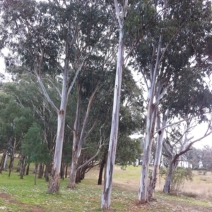Eucalyptus globulus subsp. bicostata at Garran, ACT - 9 Jun 2017