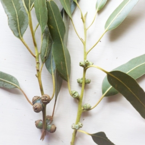 Eucalyptus globulus subsp. bicostata at Garran, ACT - 9 Jun 2017