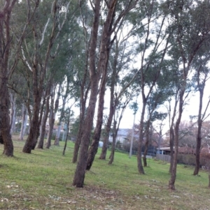 Eucalyptus melliodora at Red Hill to Yarralumla Creek - 9 Jun 2017 09:59 AM