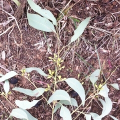 Eucalyptus melliodora at Red Hill to Yarralumla Creek - 9 Jun 2017 09:59 AM