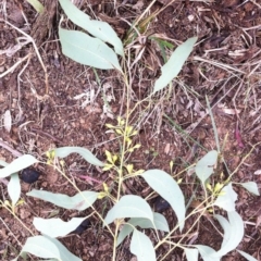 Eucalyptus melliodora at Garran, ACT - 9 Jun 2017