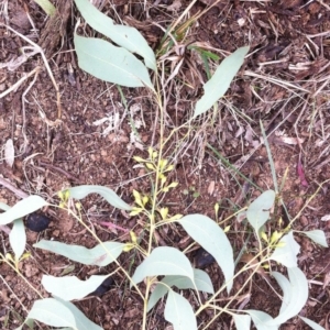 Eucalyptus melliodora at Red Hill to Yarralumla Creek - 9 Jun 2017 09:59 AM