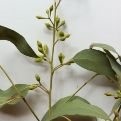 Eucalyptus melliodora at Red Hill to Yarralumla Creek - 9 Jun 2017 09:59 AM