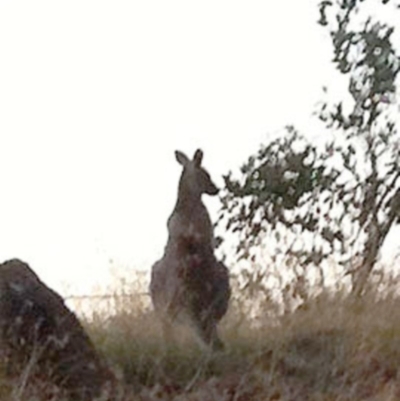 Macropus giganteus (Eastern Grey Kangaroo) at Red Hill to Yarralumla Creek - 13 Apr 2017 by ruthkerruish