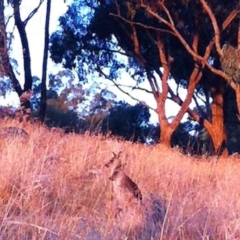 Macropus giganteus at Garran, ACT - 14 Apr 2017 12:00 AM