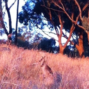 Macropus giganteus at Garran, ACT - 14 Apr 2017