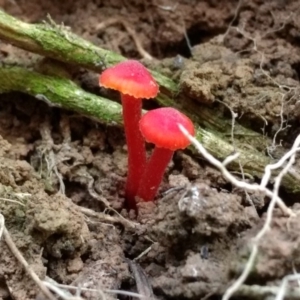 Hygrocybe sp. ‘red’ at Acton, ACT - 9 Jun 2017