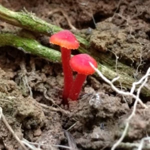 Hygrocybe sp. ‘red’ at Acton, ACT - 9 Jun 2017 11:25 AM