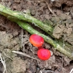 Hygrocybe sp. ‘red’ at Acton, ACT - 9 Jun 2017