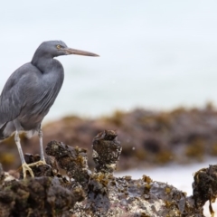 Egretta sacra (Eastern Reef Egret) at Bar Beach, Merimbula - 9 Jun 2017 by Leo