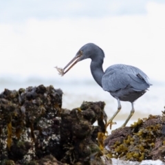 Egretta sacra at Bar Beach, Merimbula - 9 Jun 2017