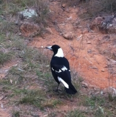 Gymnorhina tibicen (Australian Magpie) at Red Hill to Yarralumla Creek - 8 Jun 2017 by ruthkerruish