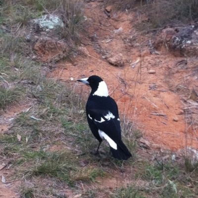 Gymnorhina tibicen (Australian Magpie) at Hughes Garran Woodland - 8 Jun 2017 by ruthkerruish